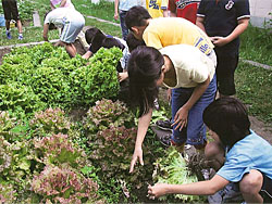 学校児童による教材園での野菜の栽培